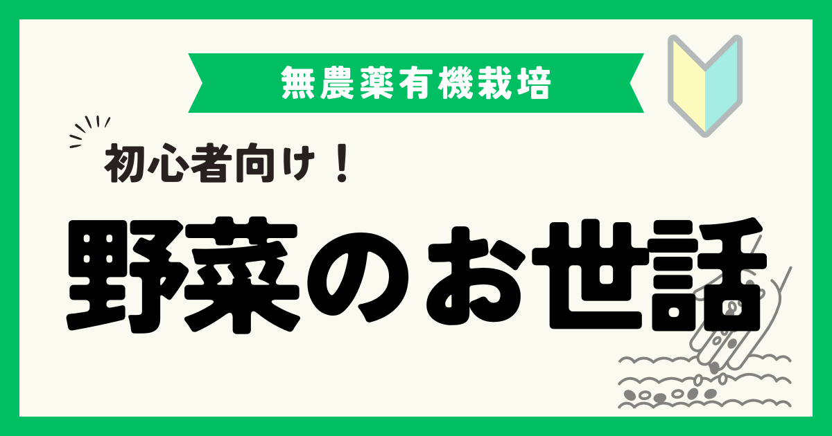 初心者向け！野菜を植えた後に行うべきお世話と観察ポイント